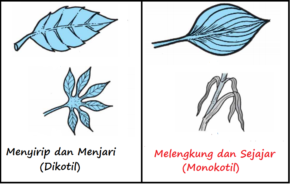 Perbedaan Tumbuhan Dikotil  dan  Monokotil  